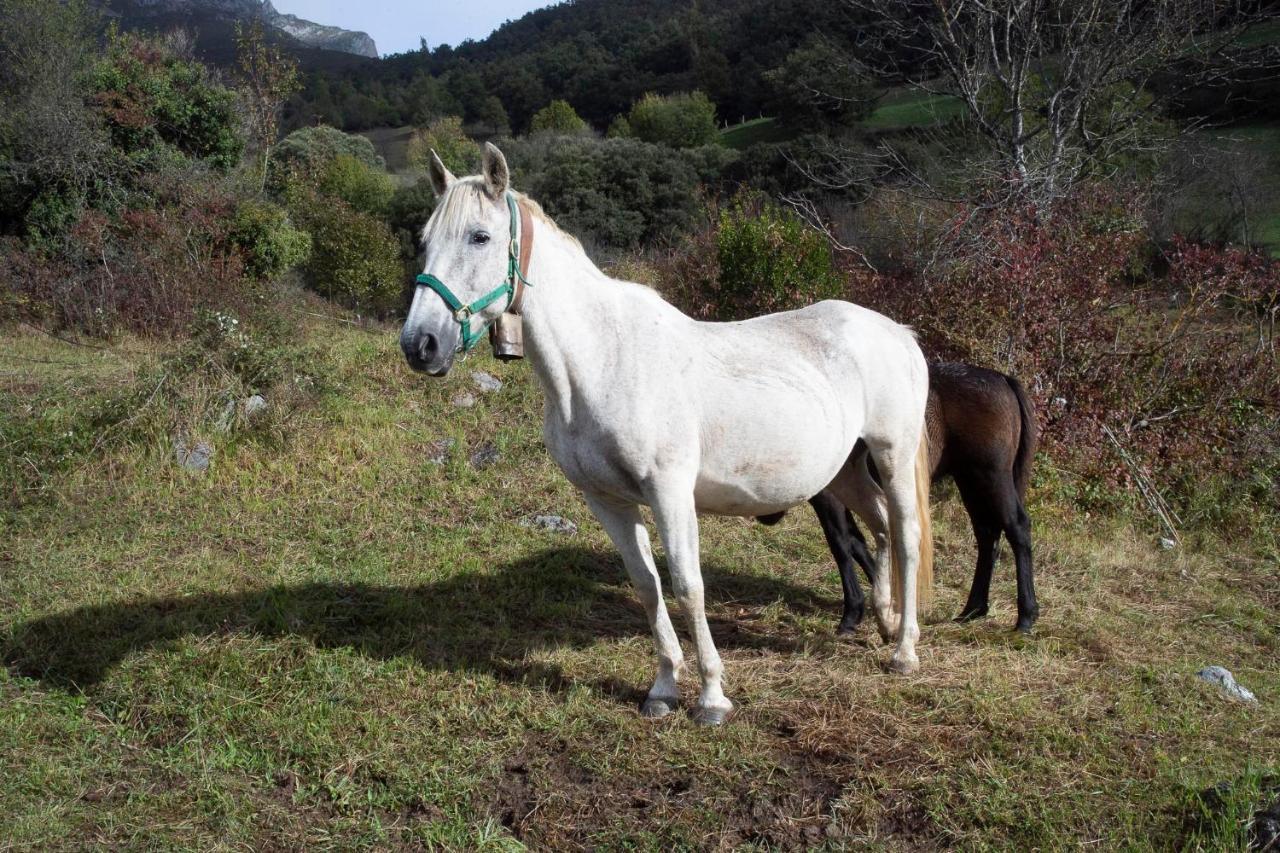 Apartamentos Los Picos De Europa Colio Eksteriør bilde
