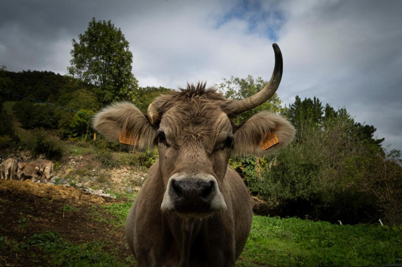 Apartamentos Los Picos De Europa Colio Eksteriør bilde